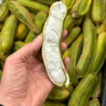 Fresh Ice Cream Bean- 1 fruit - Image 2