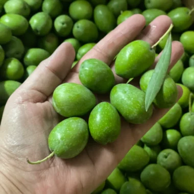 Fresh Raw Olive for curing- 3 lbs