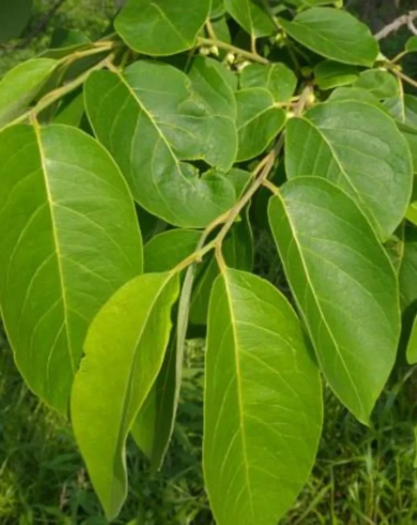 Fresh Organic Persimmon leaf for tea- 50 counts.