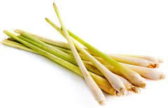 Fresh Lemongrass-15 stalks