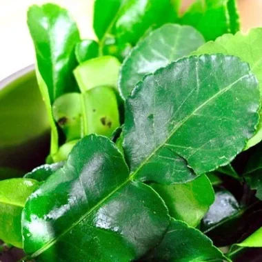 Fresh Lime Leaves (Thai Lime Leaves)