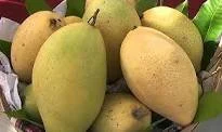 Fresh Sand Mangoes ( Xoai Cat Hoa Loc)-4 counts ( 4-5 lbs)
