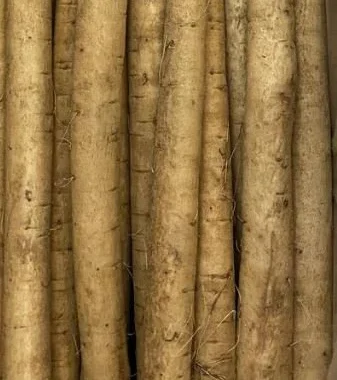 FRESH BURDOCK ROOT(GoBO RooT, Bardana)- 2.5 lbs