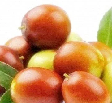 Fresh Cherry Jujubes-1 pound