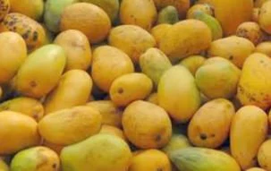 Fresh Yellow Baby Mangoes-2 pounds