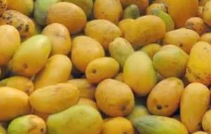 Fresh Yellow Baby Mangoes-2 pounds