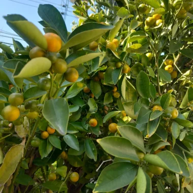 Fresh Calamondine Kumquat Fruits with branches ( 3 Lbs)