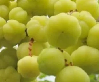 Fresh Star Gooseberry Fruits- 2 lbs