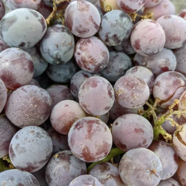 Fresh Kyoho Seeded Grapes- 3 lbs- short season