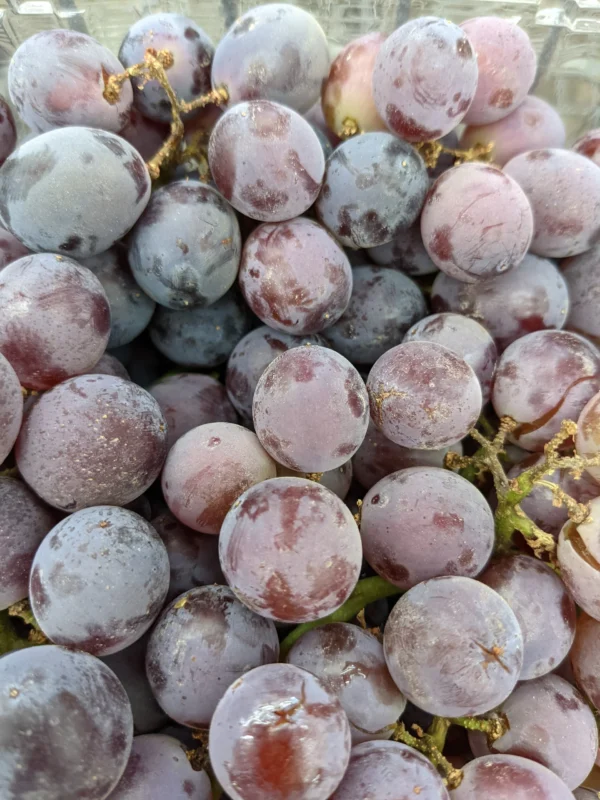 Fresh Kyoho Seeded Grapes- 3 lbs- short season