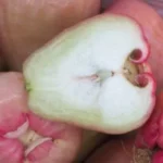 Fresh Wax Apple Fruits ( any color)-3 lbs - Image 2