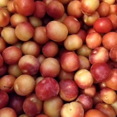 Fresh Plum -2.5 LBS