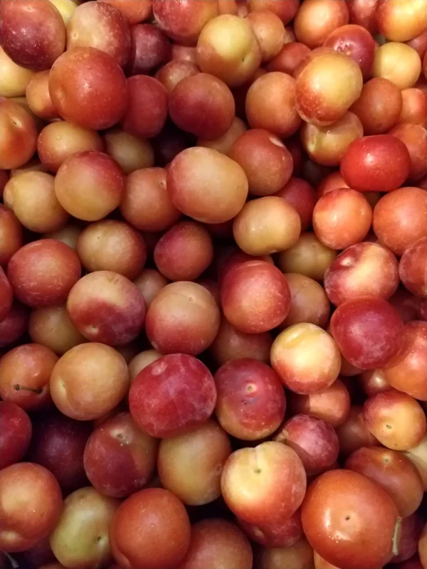 Fresh Plum -2.5 LBS