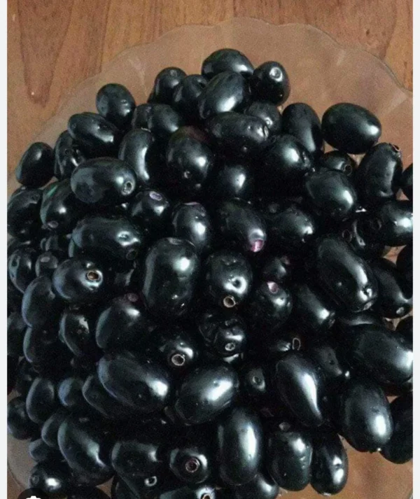 Fresh Jamun / Jamblon fruit -2 pounds