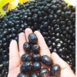 Fresh Jamun / Jamblon fruit -2 pounds - Image 2