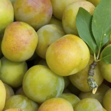 Fresh Green Sweet Plum- 3 lbs.