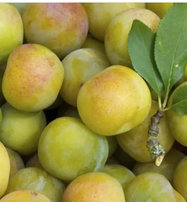 Fresh Green Sweet Plum- 3 lbs.