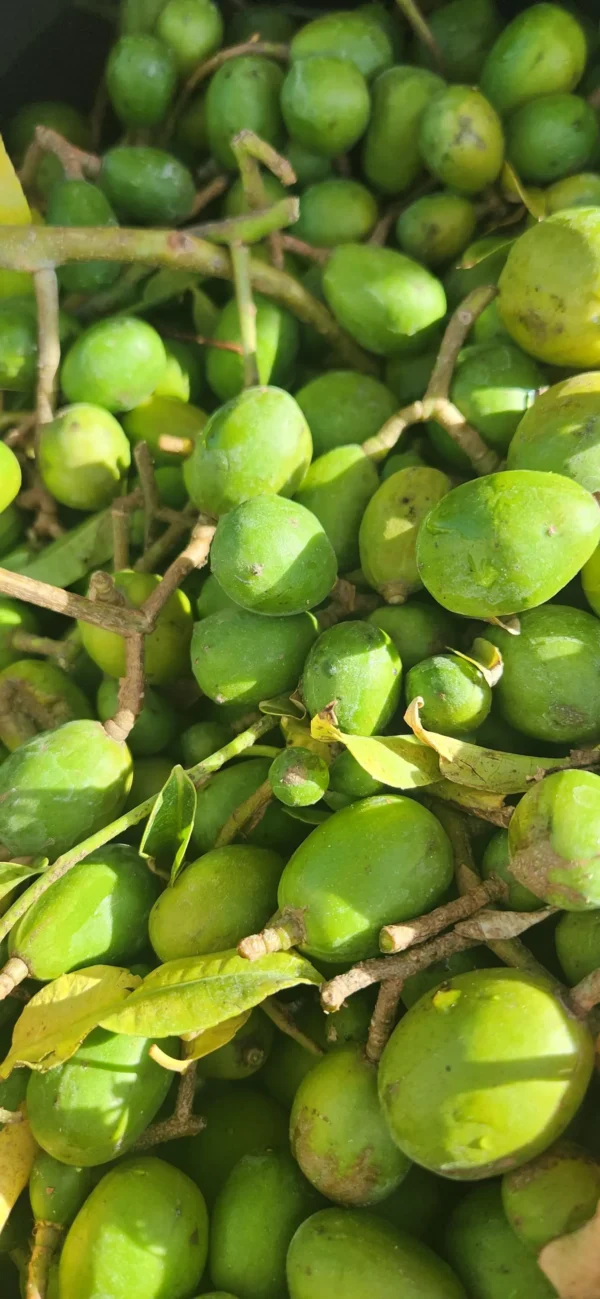 Fresh sour seedless young baby June plum- 3 pounds