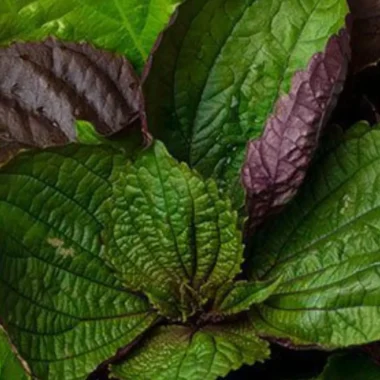 Fresh Red Shiso (Perilla) Leaves- 8 oz