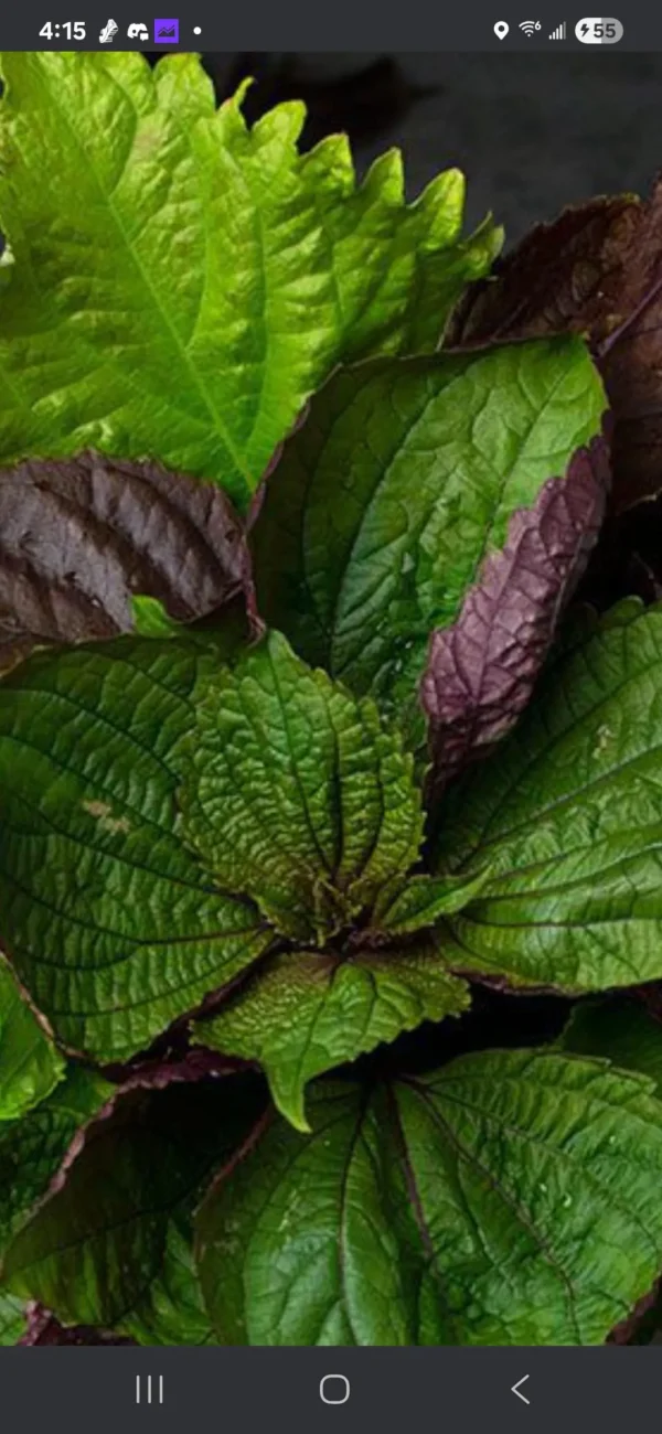 Fresh Red Shiso (Perilla) Leaves- 8 oz