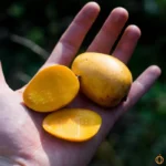 Fresh Yellow Baby Mangoes-2 pounds - Image 2