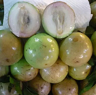 Fresh Star Apple - Chrysophyllum Cainito ( Vú Sữa ) 4 counts