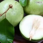 Fresh Star Apple - Chrysophyllum Cainito ( Vú Sữa ) 4 counts - Image 2