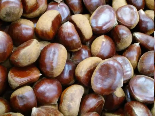 Fresh Raw Chestnut 1 LB