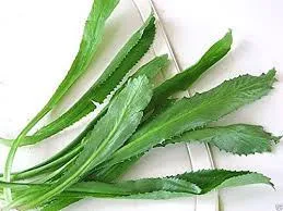 Fresh Long Coriander 8 oz