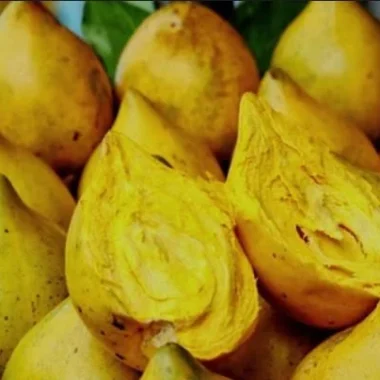 Fresh Eggfruits (Canistel) -3 LBS