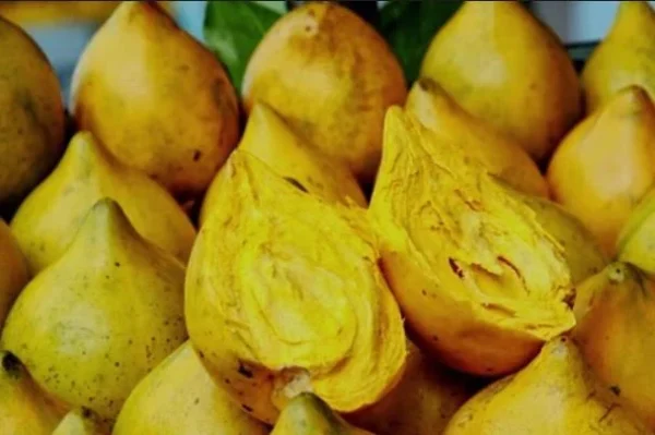 Fresh Eggfruits (Canistel) -3 LBS