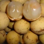 Fresh Langsat ( Bonbon) fruits - Image 2