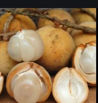 Fresh Langsat ( Bonbon) fruits