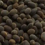 Fresh Black Velvet Tamarind (Awin, Icheku and Tsamiyar kurm)- 1 pound - Image 2