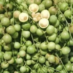 Fresh green/ yellow Rambai- Baccaurea fruits - Image 2