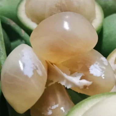Fresh green/ yellow Rambai- Baccaurea fruits