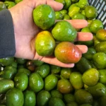 Fresh Jocotes- Spanish Plum- 2 lbs - Image 2