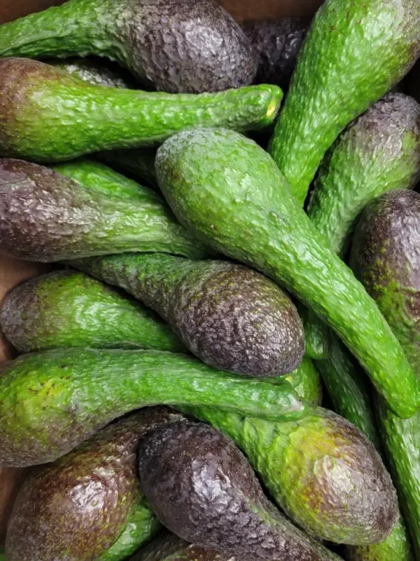 Fresh Russell Avocados - 10 counts.-Standard shipping included.