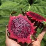 Fresh Red Dragon Fruits- 3 counts - Image 2